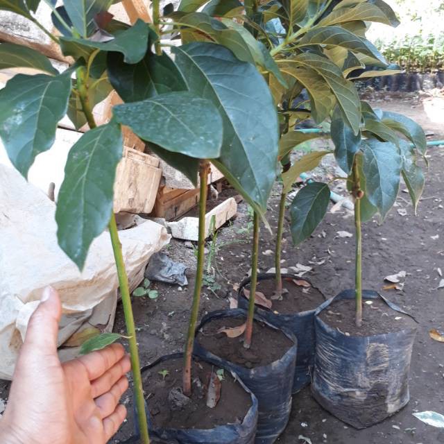 PAKET 6 . Alpukat markus. Aligator. Hass. Mentega merah. Kendil