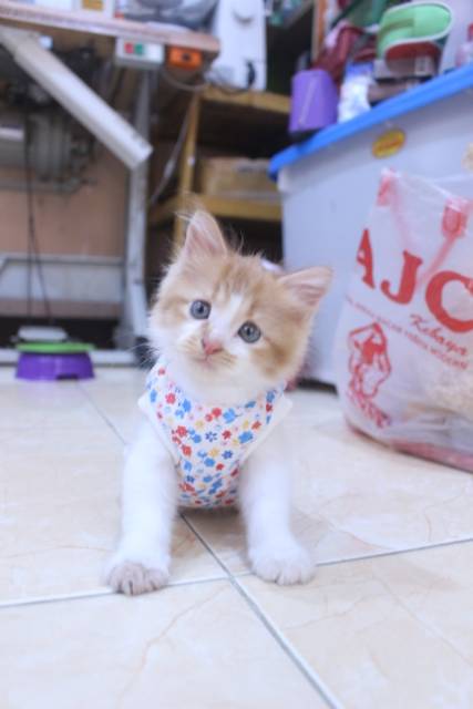 Baju simple model kaos katun lucu untuk kucing dan anjing / baju kucing murah size S-XL