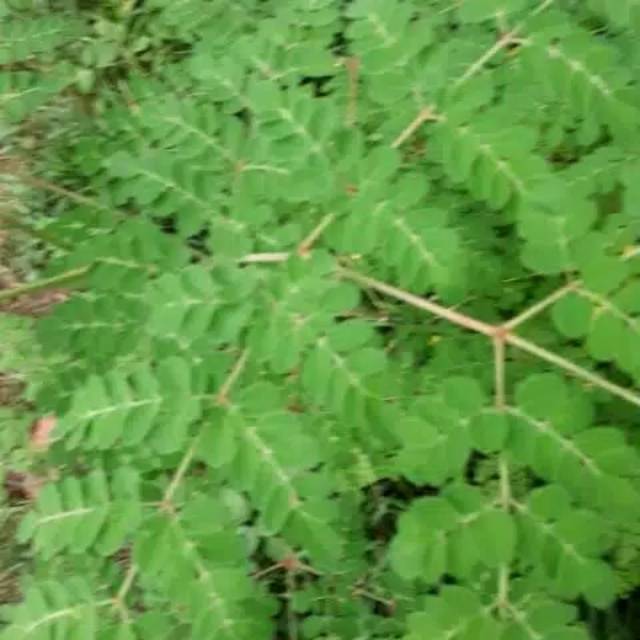 

Daun kelor segar untuk ibu menyusui