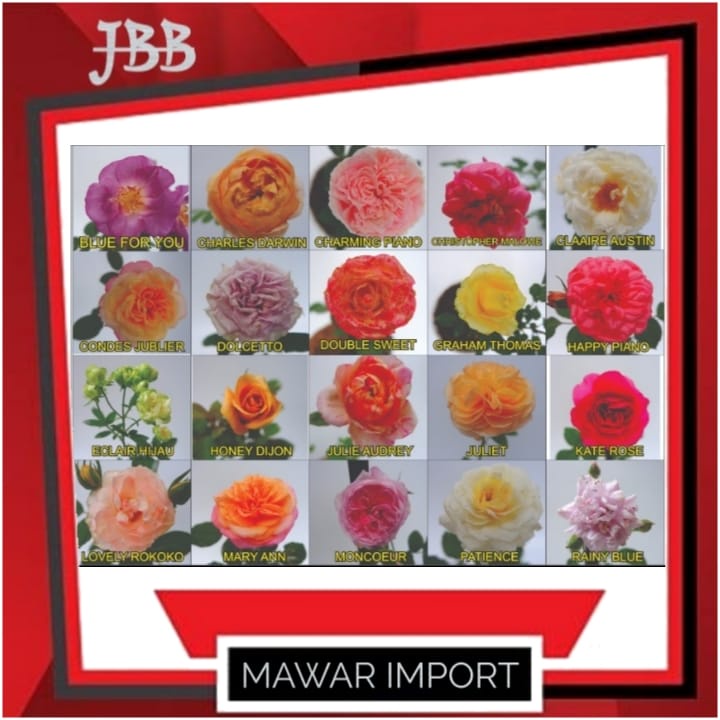 Tanaman Hias Mawar Import - Bunga Mawar Import