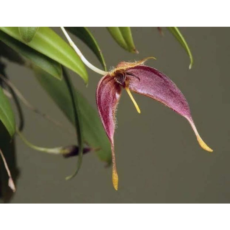 Bulbophyllum nasica sp papua