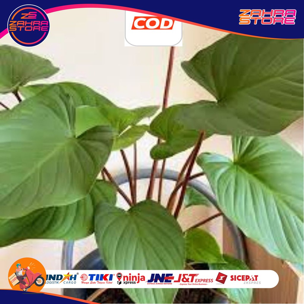 

Bibit tanaman obat cariang merah - HAI STORE