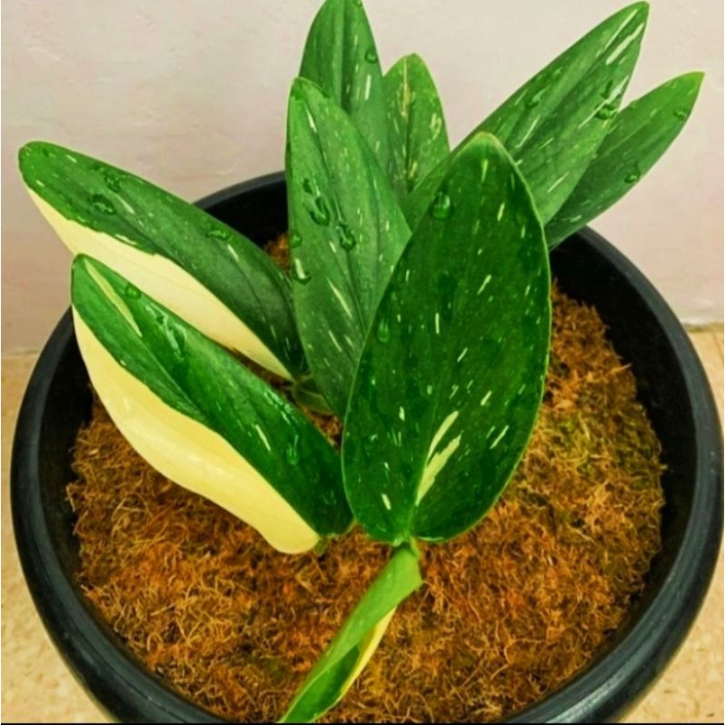 tanaman hias philodendron standleyana - monstera - Bunga - standleyana kuning - tanaman varigata