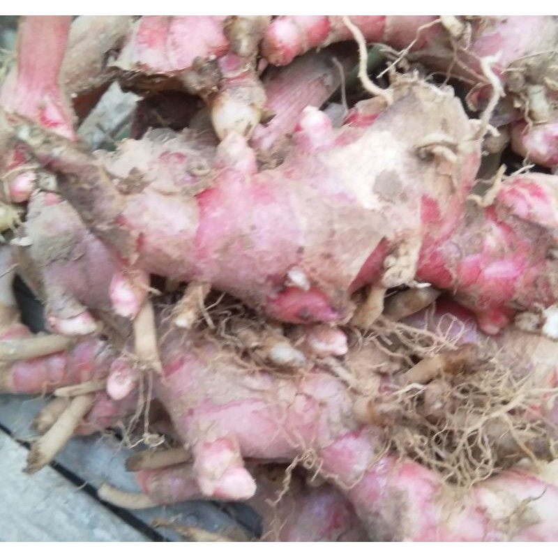 

SW jahe merah segar 1/2 kg langsung dari kebun