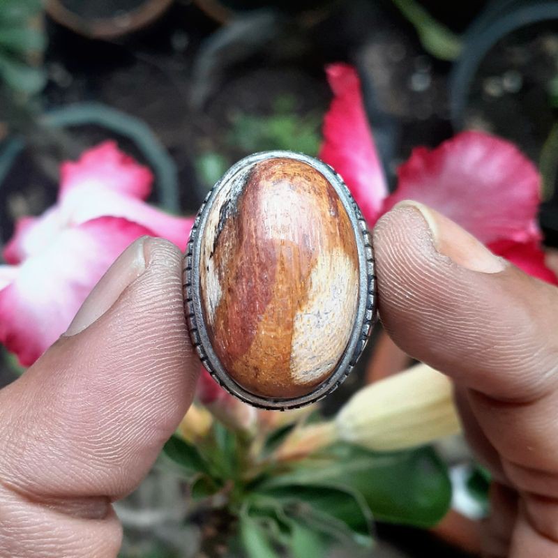 Fosil Kayu Kelor Merah Putih Coklat Hitam Motif Gradasi Warna