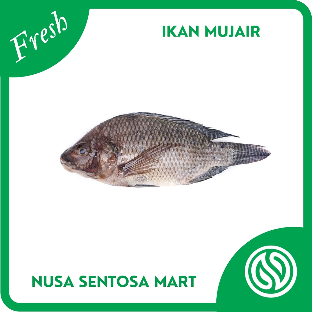 

Ikan Mujair / Ikan Mujaer Segar – 500g