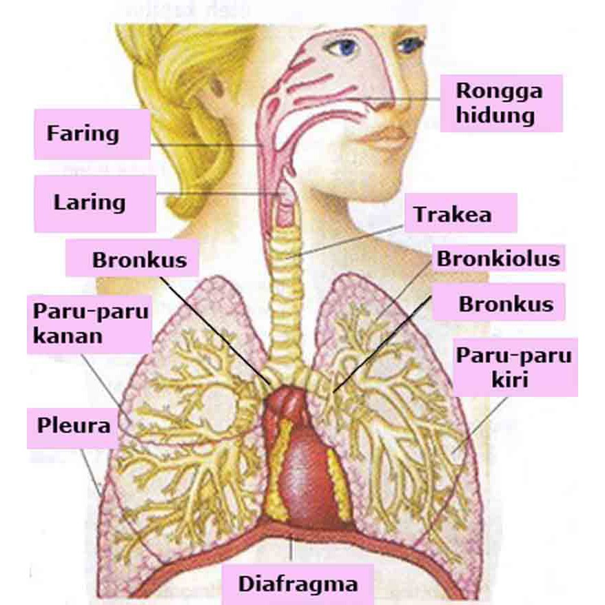 Obat Sesak Nafas Obat Asma Obat Pilek obat Batuk Berdahak Flu Kronis Bron c Fit BPOM-5