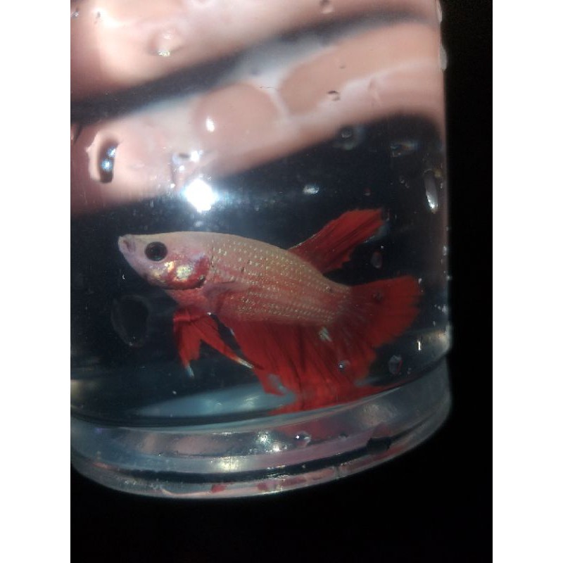 

jual ikan hias-ikan cupang HalfMoon Koi-size S full-White fancy-cupang jantan