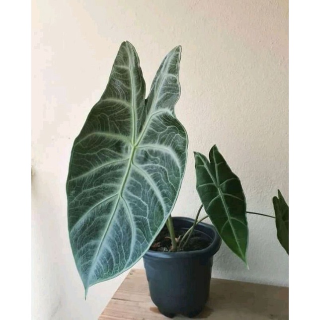 ALOCASIA LONGILOBA