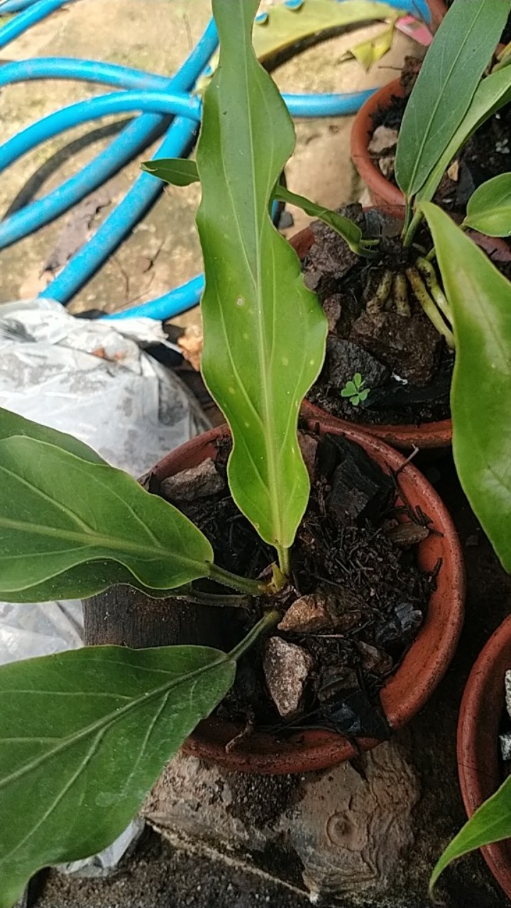 Anggrek Bulan Taiwan Remaja