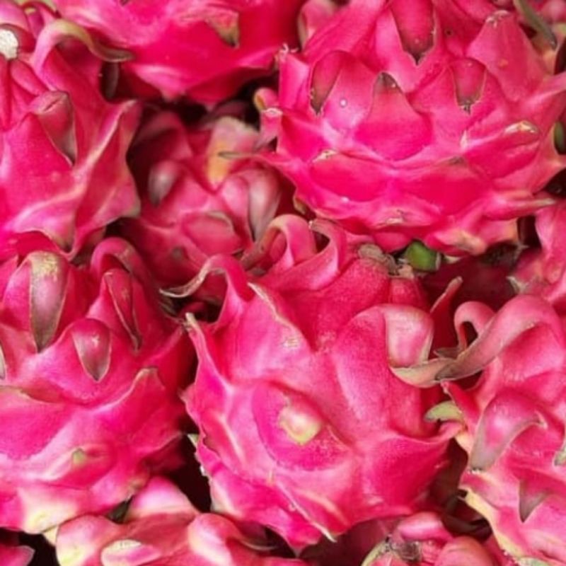 

buah naga merah 1kg