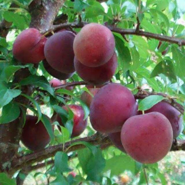 Bibit Plum Aussie Besar