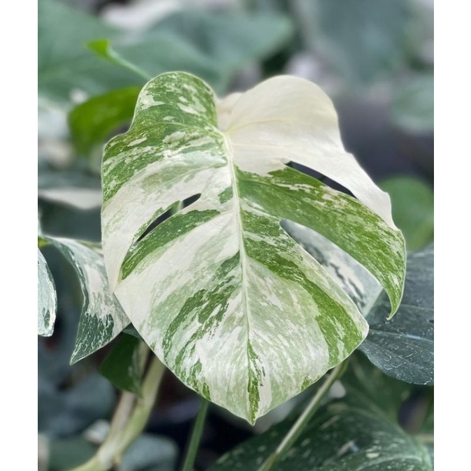 monstera varigata holand 1 daun #aroid