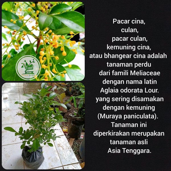 Bibit pohon culan-pacar cina-kemuning cina-bibit tanaman