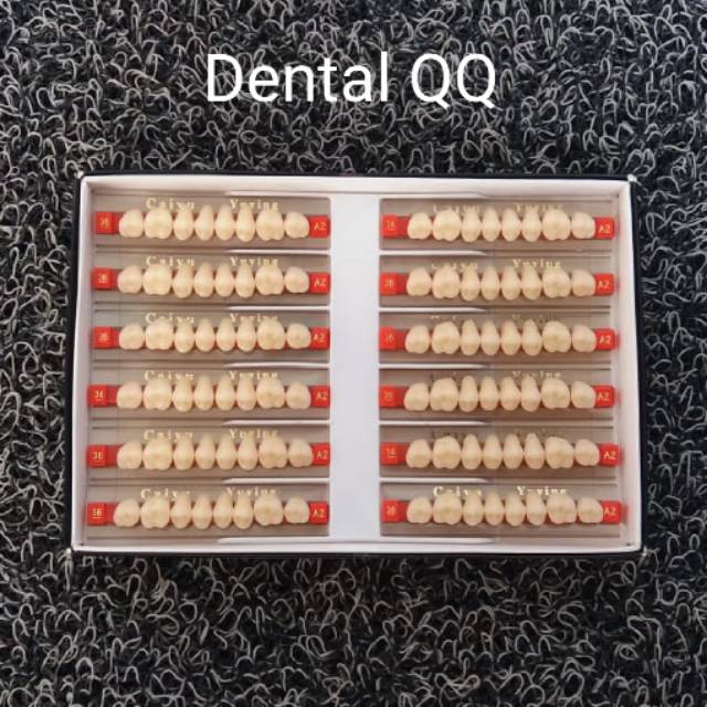 Gigi palsu Caiyu Yuying posterior upper & lower // gigi geraham belakang atas & bawah