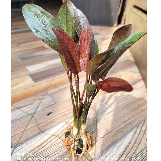 echinodorus load red media wabikusa tanaman aquascape