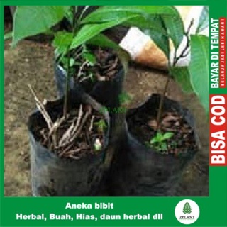 Jual Pohon Gandaria Bibit Pohon Gandaria Tanaman Buah Jatake Langka Lokal Shopee Indonesia