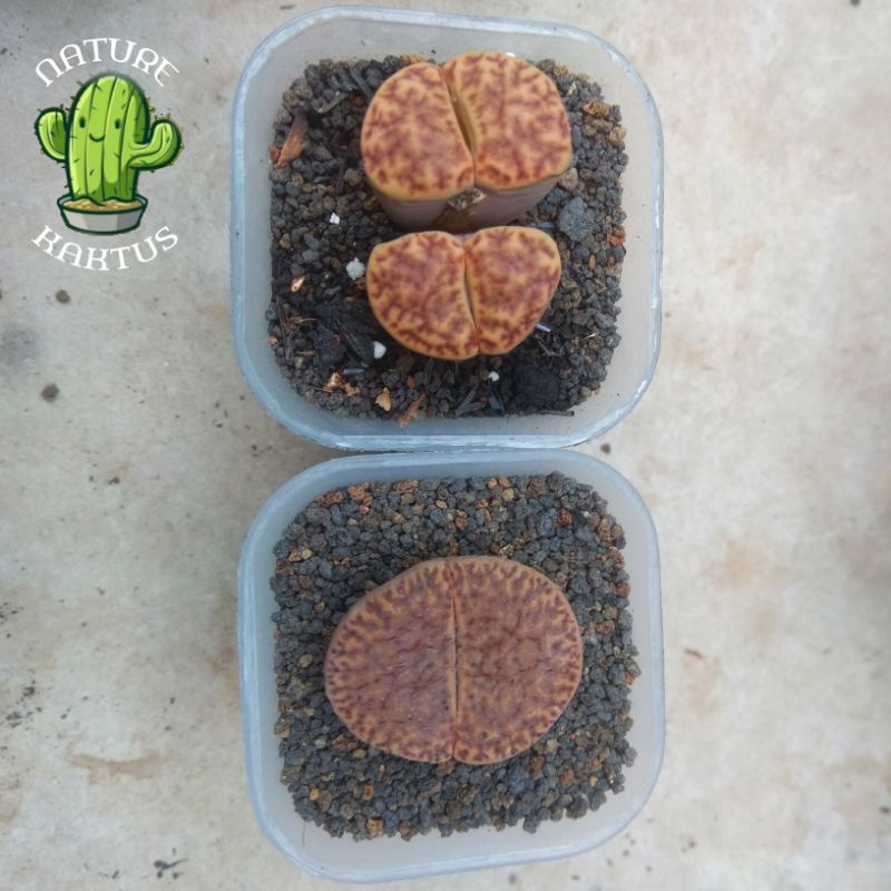 Kaktus-Skulen Lithops jumbo