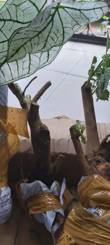 Bunga Lantana Bunga Oren