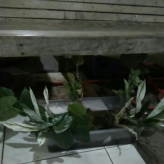 Rotansia / Hydragena/ Panca Warna