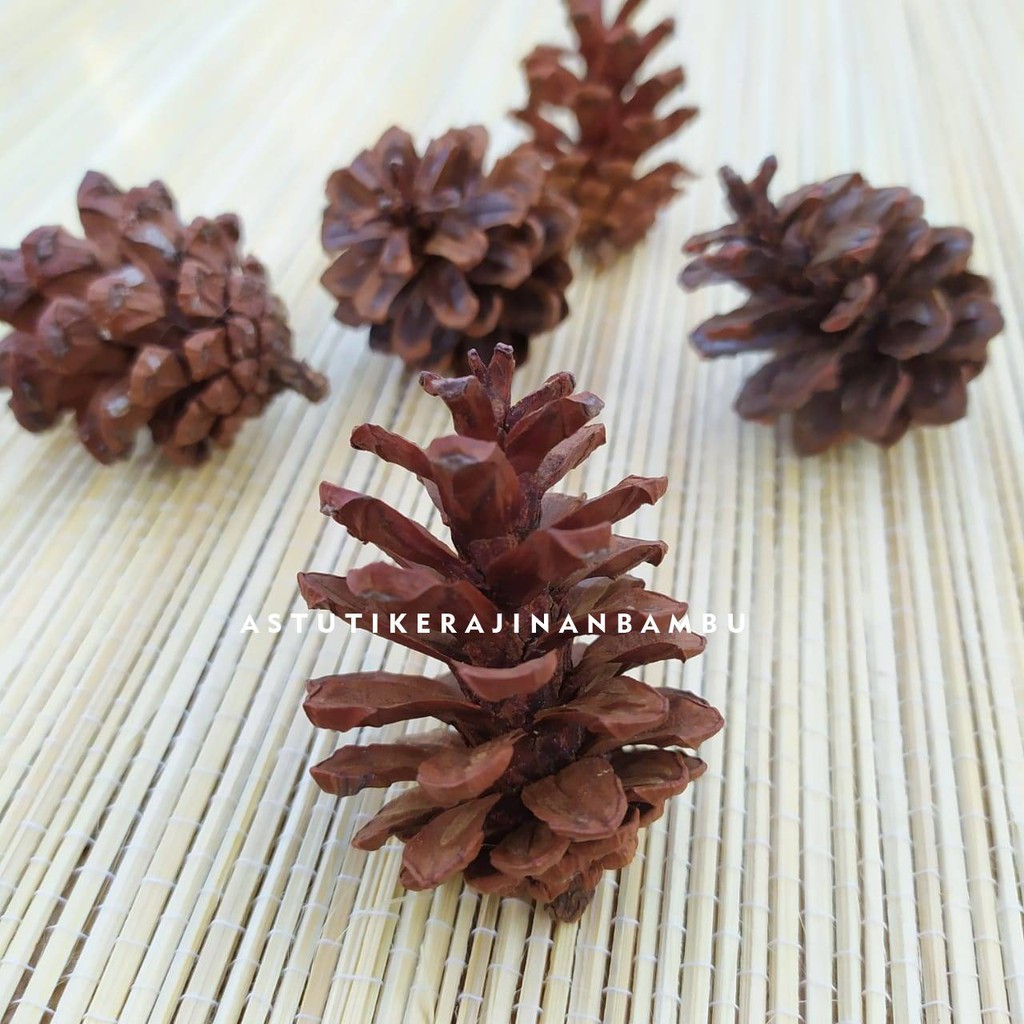 Biji Pinus Kering Besar/ bunga pinus kering/ bunga pinus/ pinus kering jogja