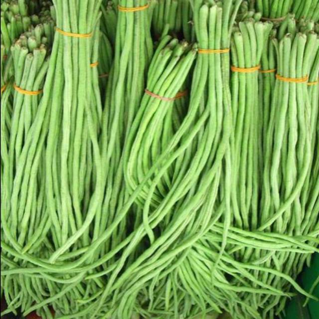 

Kacang panjang