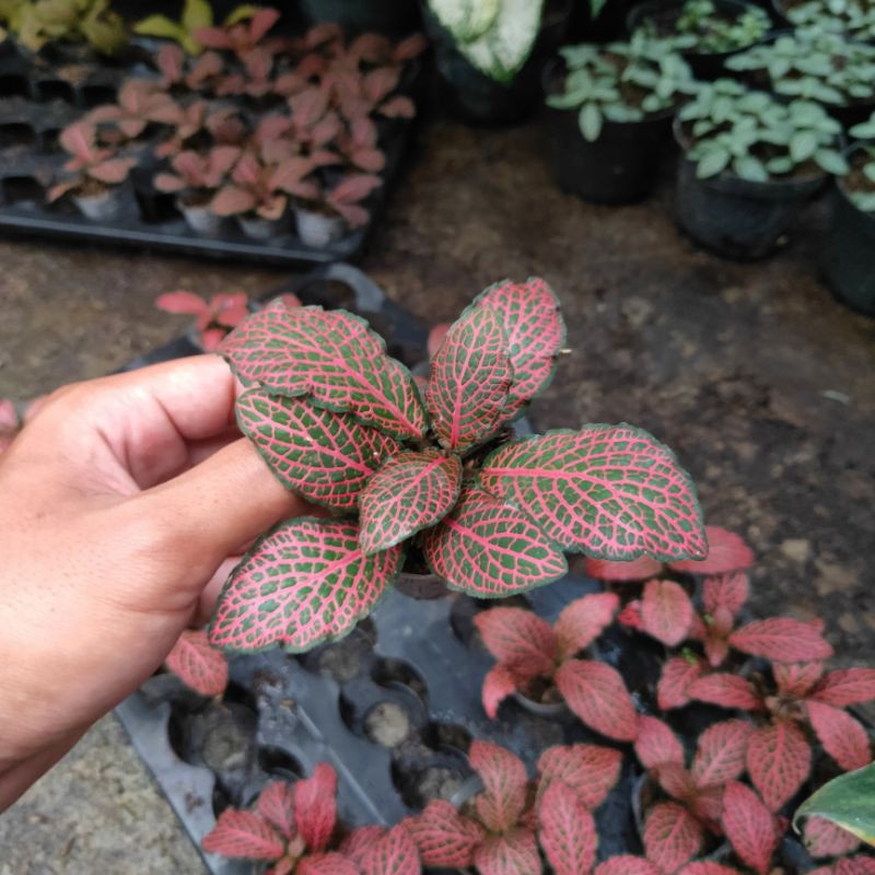 Tanaman Hias Fittonia Merah / Fittonia verschaffeltii Red Veins (Isi 1 Batang tanaman)