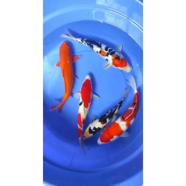 TERBARU,//IKAN KOI SANKE | IKAN KOI BENIGOI | IKAN KOI DOITSU | IKAN KOI SISIK | KOI MURAH..