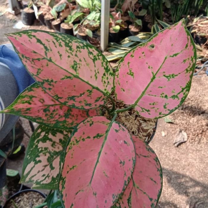 Afandi Flora Bibit tanaman bunga hias AGLONEMA valentine