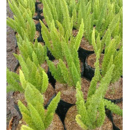 bunga ekor tupai,anakan ya kak