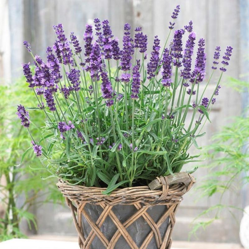 Tanaman English Lavender/ Lavender inggris ASLI / Lavender Gold Creek (Dijamin Harum)