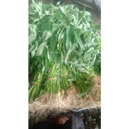 

kangkung per ikat