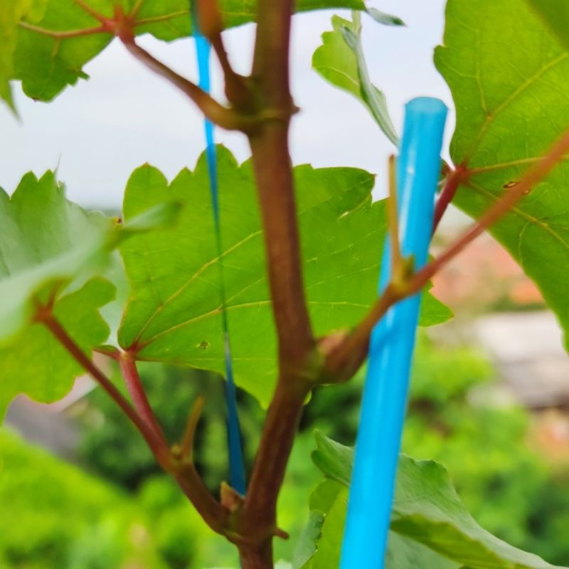 entres anggur import jupiter