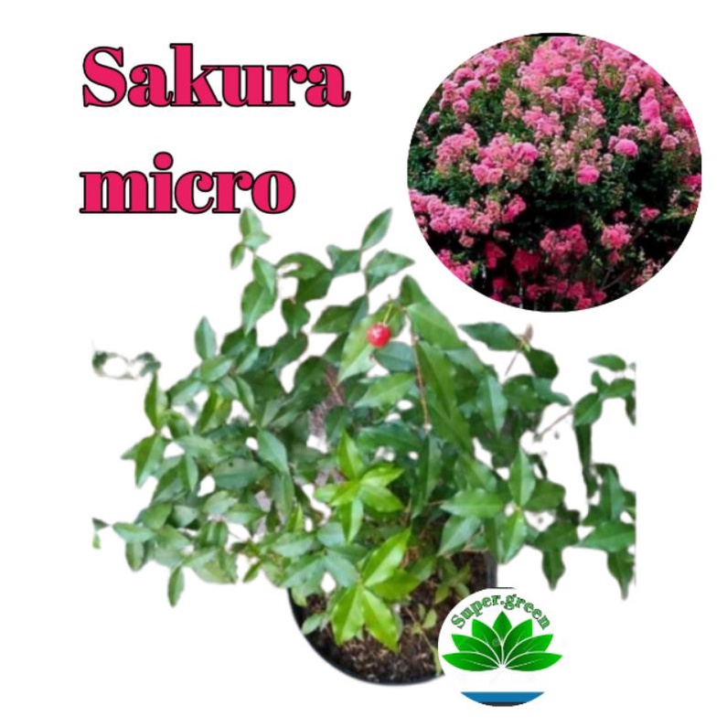 bibit bunga sakura micro bahan tanaman bonsai