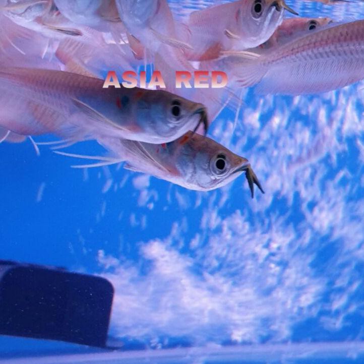 TERDEPAN ikan arwana silver red promo murah /silver red arowana fish