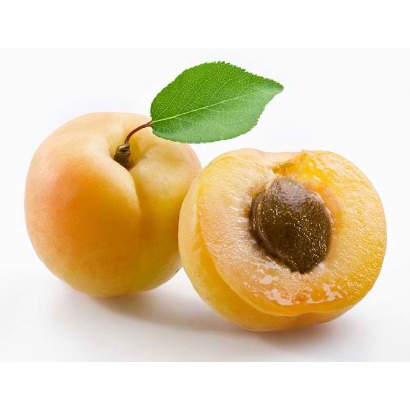 Bibit tanaman buah aprikot