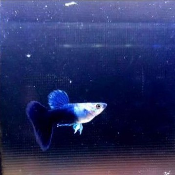 Ikan guppy hb blue sepasang