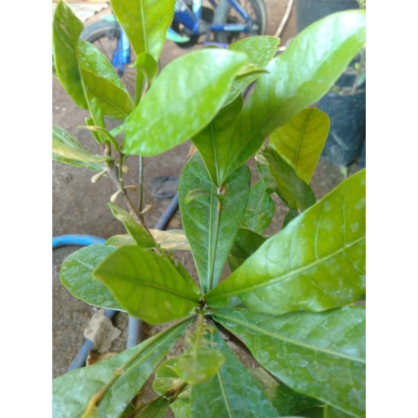 bibit miracle fruit berbunga