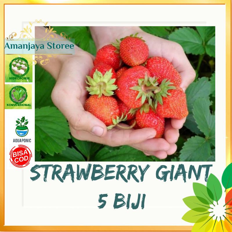 Benih biji STRAWBERRY strowberi GIANT / JUMBO 5 biji