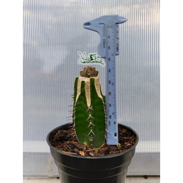 Euphorbia abdelkuri grafting
