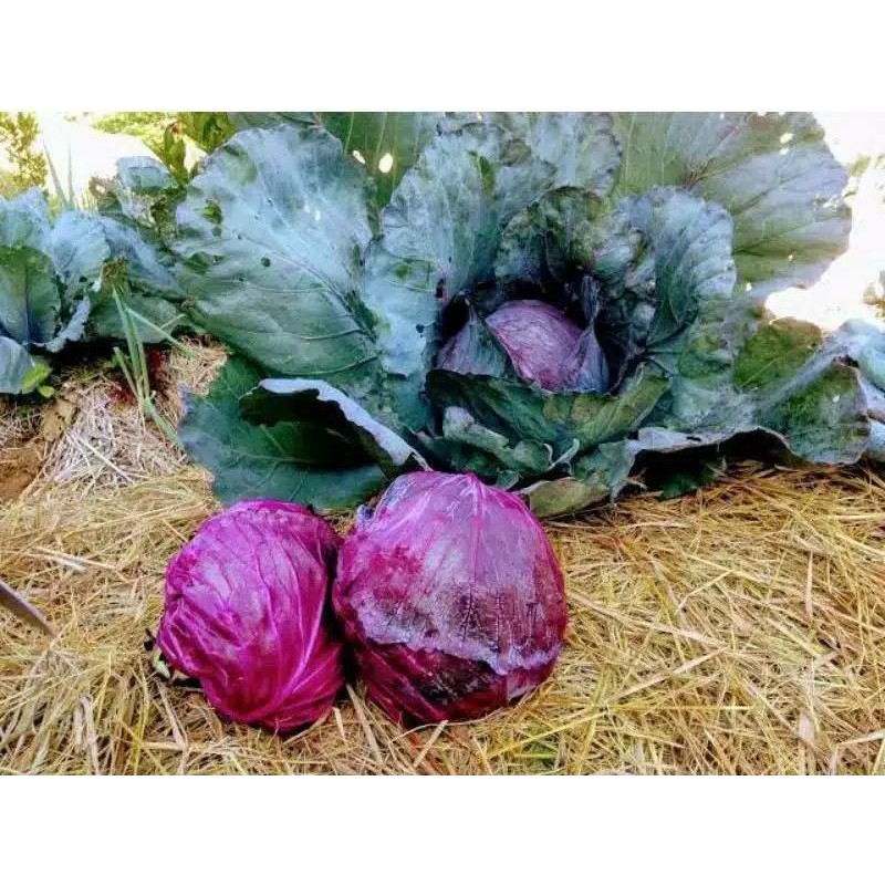 Benih Sayuran Kubis/Kol Ungu
