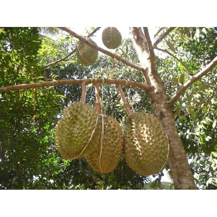 Bibit Durian Montong tinggi 1 meter