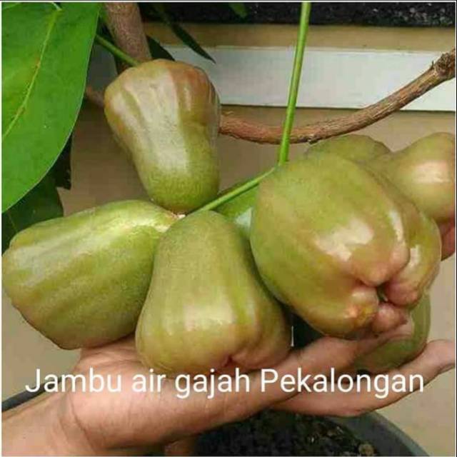 Bibit JAMBU AIR GAJAH PEKALONGAN