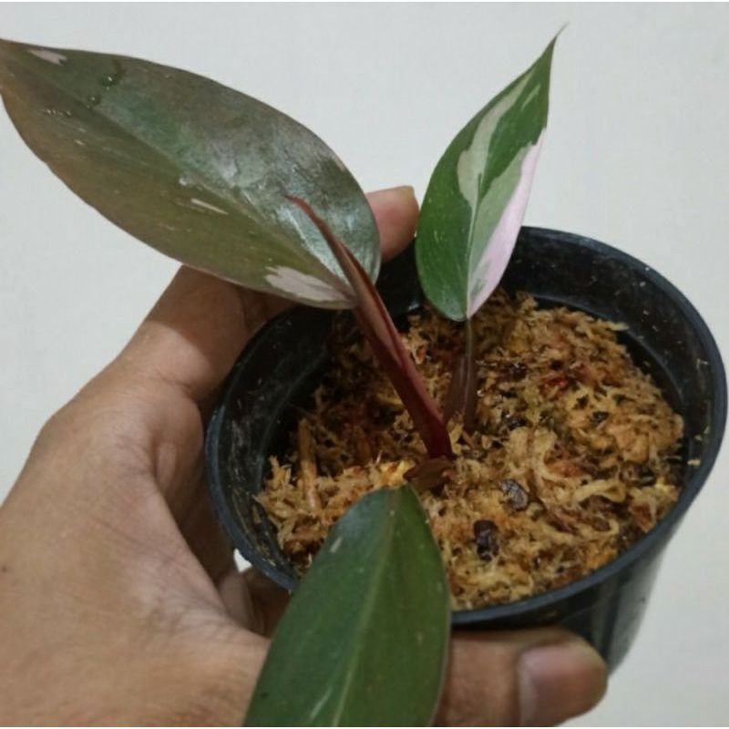 tanaman hias bibit philodendron pink princess daun 3 up