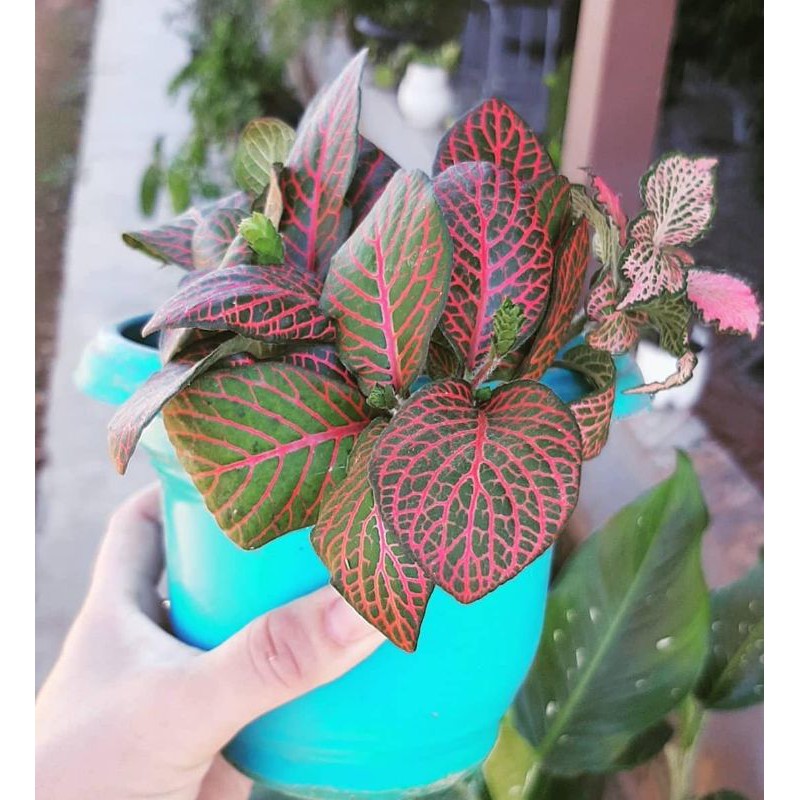 Fitonia Pitonia Merah dan Pink