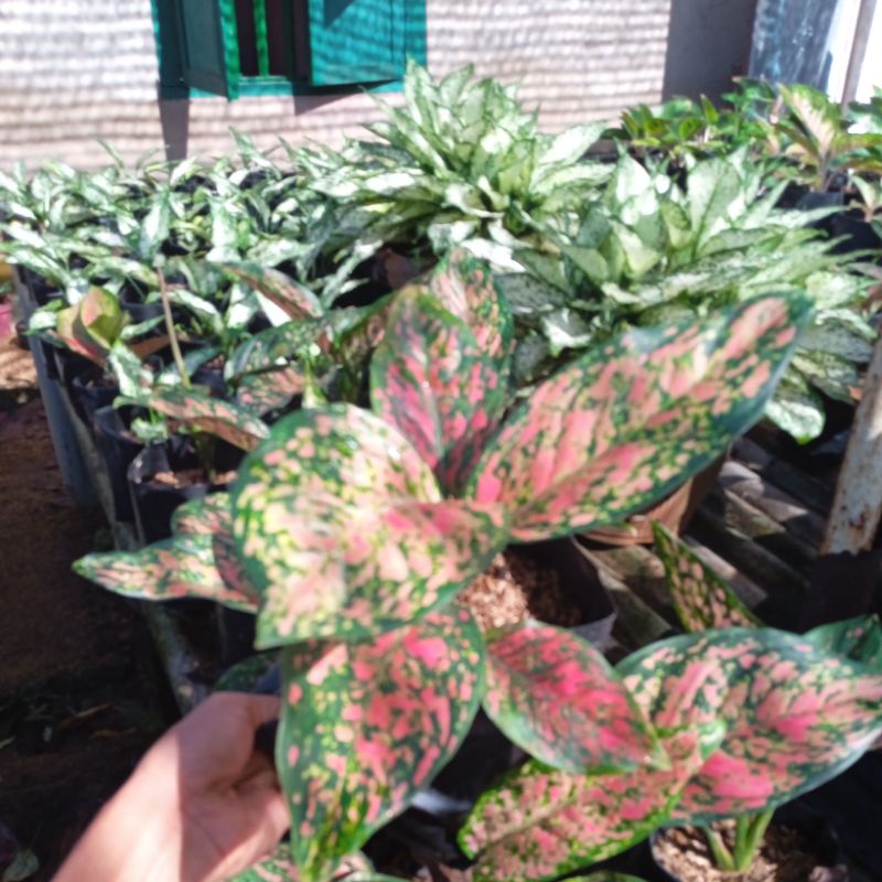 live 1,a, bunga aglonema red venus murah meriah