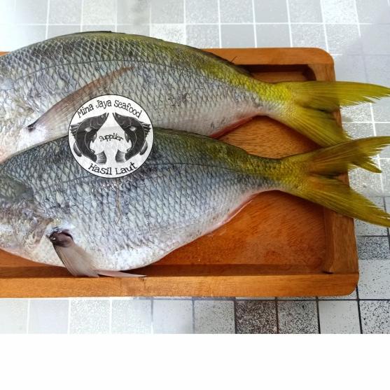 

➶ ikan ekor kuning ❆