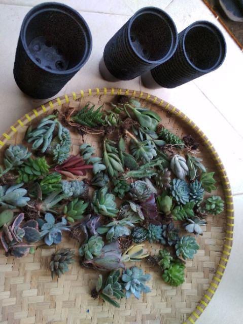 Paket Sekulen 50 Pcs