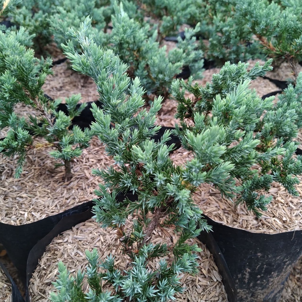 Tanaman Hias Cemara Buaya - cemara - tanaman cemara mini - cemara buaya