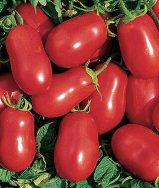 Benih Bibit Biji - Tomato (Plum) Roma VF Seeds - IMPORT